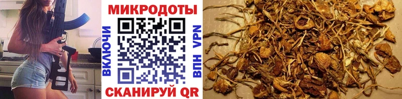 Галлюциногенные грибы Psilocybine cubensis  Купить где  Костерёво 